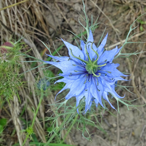 Gretchen im Busch / Nigella damascena