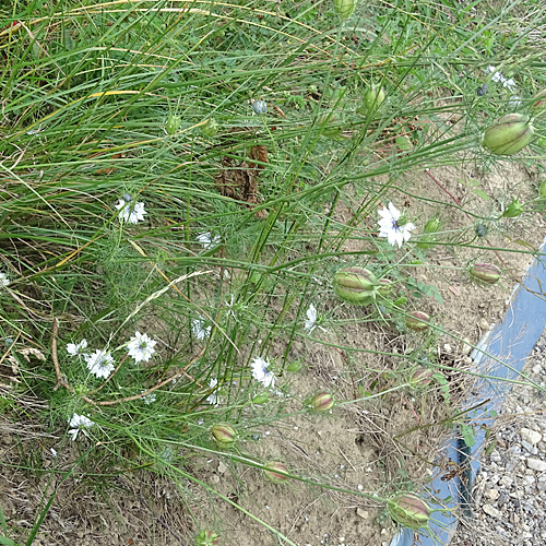 Gretchen im Busch / Nigella damascena