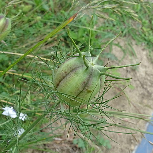 Gretchen im Busch / Nigella damascena