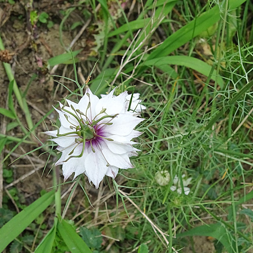 Gretchen im Busch / Nigella damascena