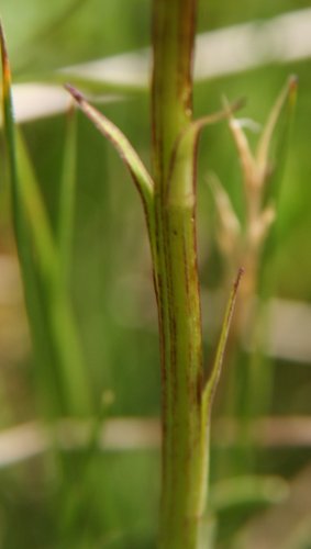 Schwarzes Männertreu / Nigritella rhellicani