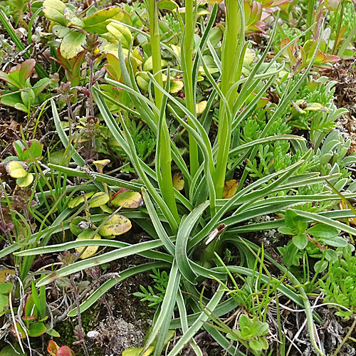 Schwarzes Männertreu / Nigritella rhellicani