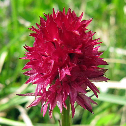 Rotes Männertreu / Nigritella rubra