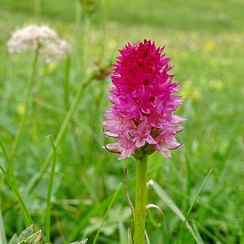 Rotes Männertreu / Nigritella rubra