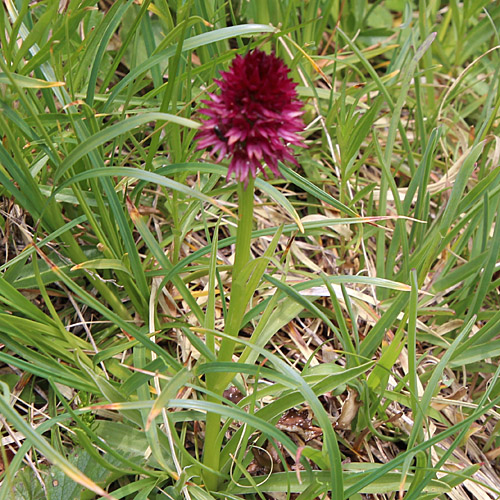 Rotes Männertreu / Nigritella rubra