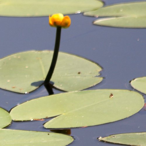 Grosse Teichrose / Nuphar lutea