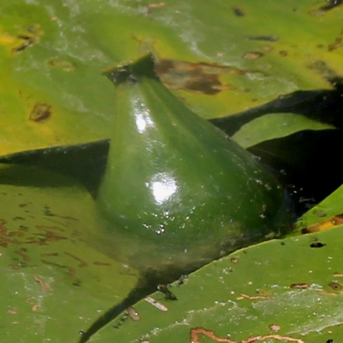 Grosse Teichrose / Nuphar lutea