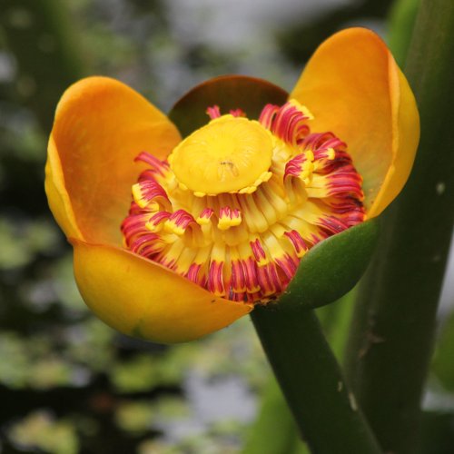 Grosse Teichrose / Nuphar lutea