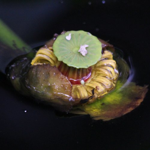 Grosse Teichrose / Nuphar lutea