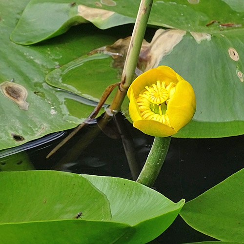 Grosse Teichrose / Nuphar lutea