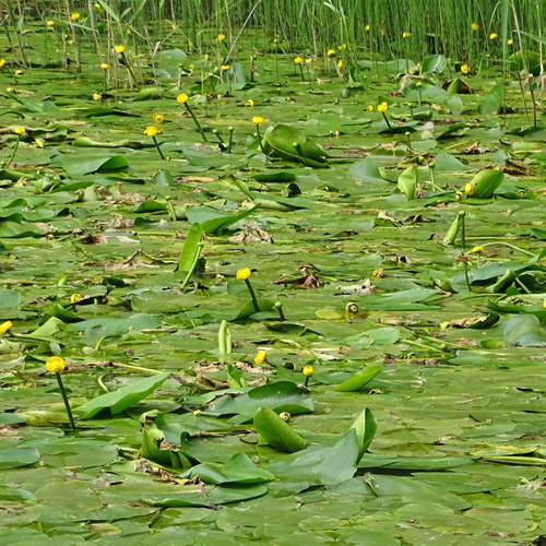 Grosse Teichrose / Nuphar lutea