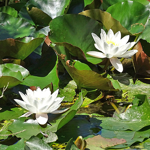 Weisse Seerose / Nymphaea alba