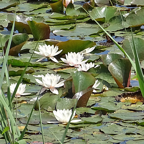 Weisse Seerose / Nymphaea alba