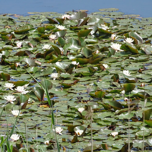 Weisse Seerose / Nymphaea alba