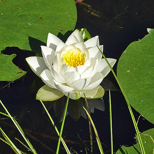 Weisse Seerose / Nymphaea alba