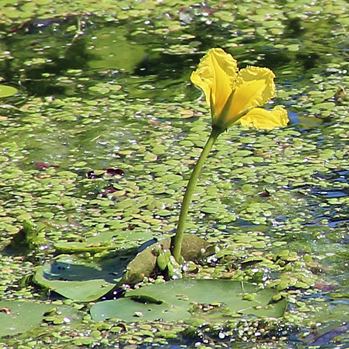 Teichenzian / Nymphoides peltata