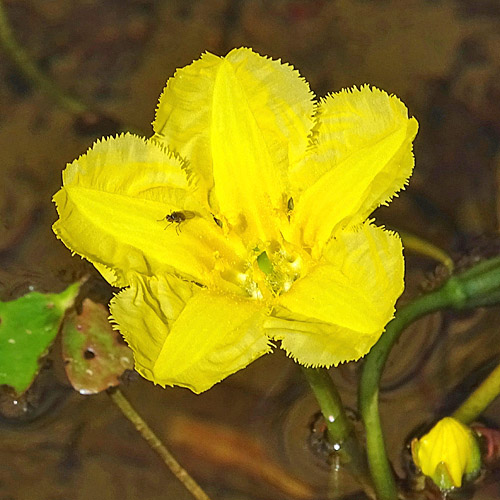 Teichenzian / Nymphoides peltata