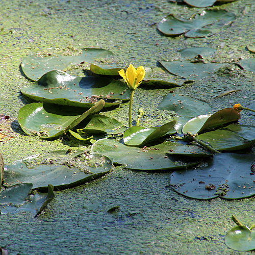 Teichenzian / Nymphoides peltata