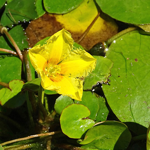 Teichenzian / Nymphoides peltata