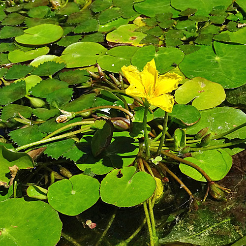 Teichenzian / Nymphoides peltata