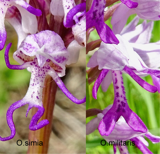 Helm-Knabenkraut / Orchis militaris