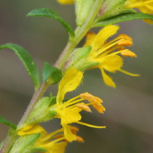 Gelber Zahntrost / Odontites luteus