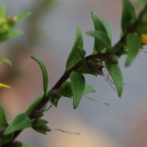 Gelber Zahntrost / Odontites luteus