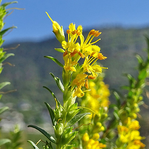 Gelber Zahntrost / Odontites luteus