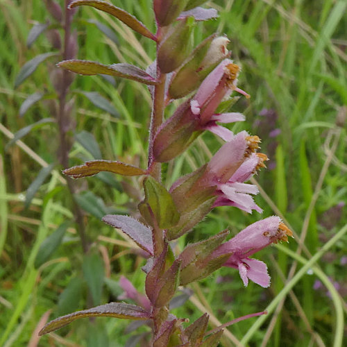 Später Roter Zahntrost / Odontites vulgaris