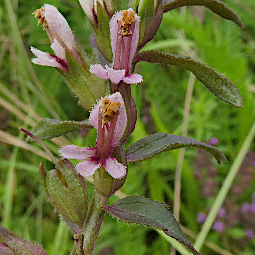 Später Roter Zahntrost / Odontites vulgaris