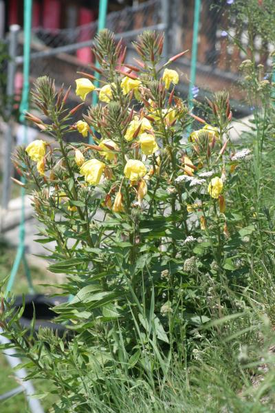 Gemeine Nachtkerze / Oenothera biennis