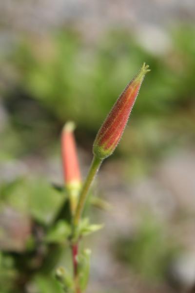 Gemeine Nachtkerze / Oenothera biennis