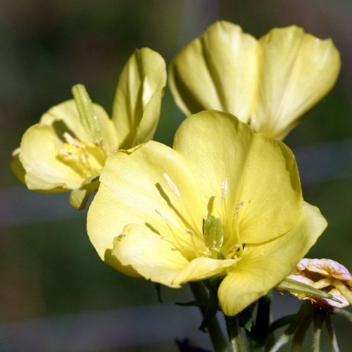 Gemeine Nachtkerze / Oenothera biennis