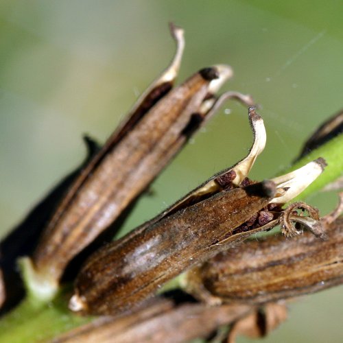 Gemeine Nachtkerze / Oenothera biennis