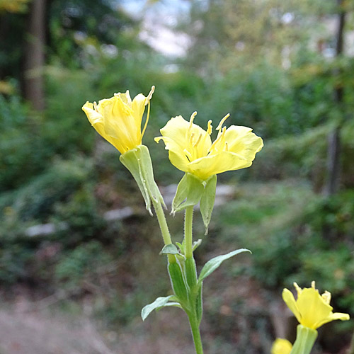 Kleinblütige Nachtkerze / Oenothera parviflora