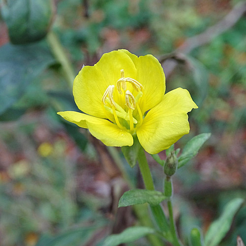 Kleinblütige Nachtkerze / Oenothera parviflora