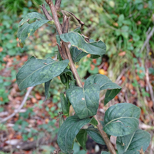 Kleinblütige Nachtkerze / Oenothera parviflora