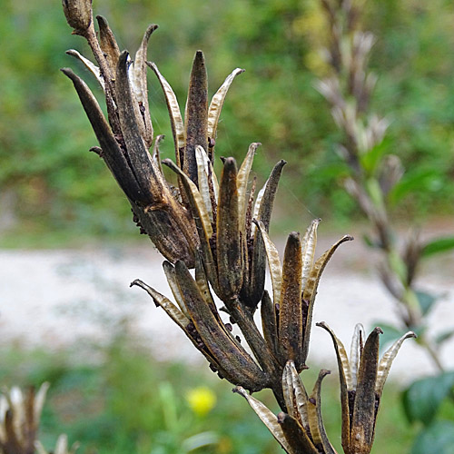 Kleinblütige Nachtkerze / Oenothera parviflora