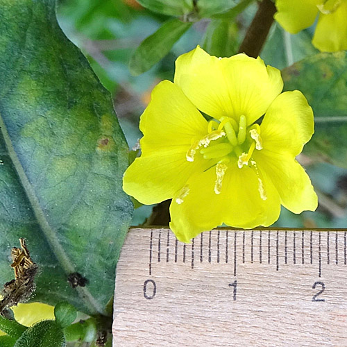 Kleinblütige Nachtkerze / Oenothera parviflora