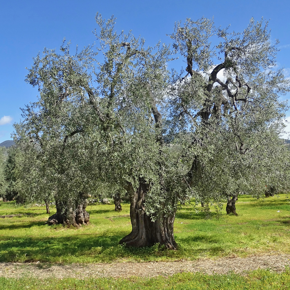 Ölbaum / Olea europaea