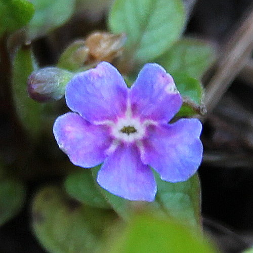 Nabelnuss / Omphalodes verna