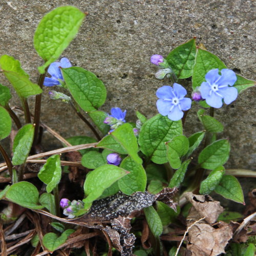 Nabelnuss / Omphalodes verna