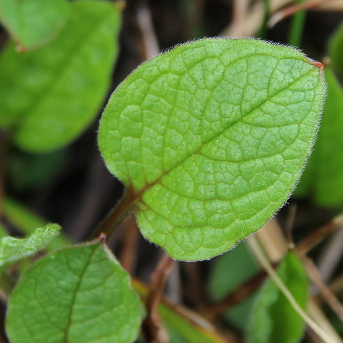 Nabelnuss / Omphalodes verna