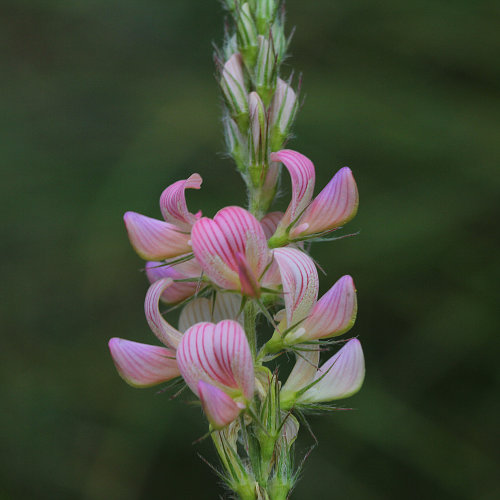 Sand-Esparsette / Onobrychis arenaria