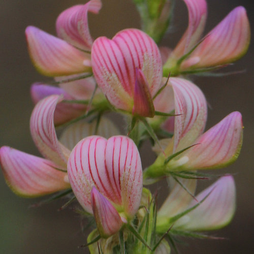 Sand-Esparsette / Onobrychis arenaria