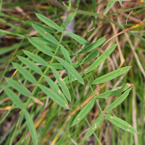 Sand-Esparsette / Onobrychis arenaria