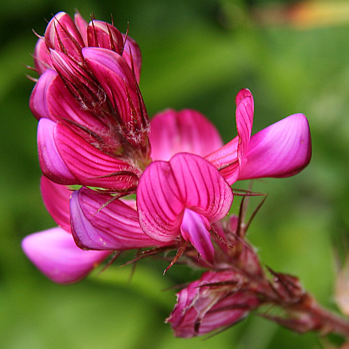 Berg-Esparsette / Onobrychis montana