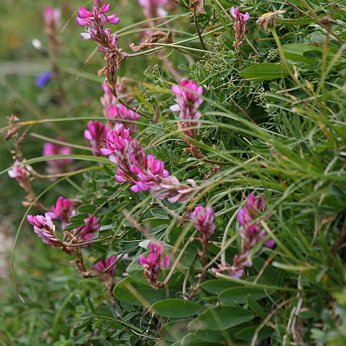 Berg-Esparsette / Onobrychis montana