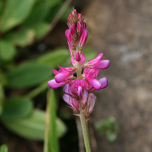 Berg-Esparsette / Onobrychis montana