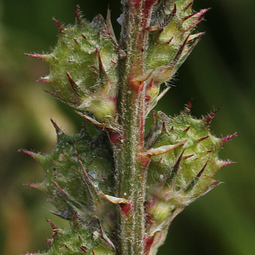 Berg-Esparsette / Onobrychis montana